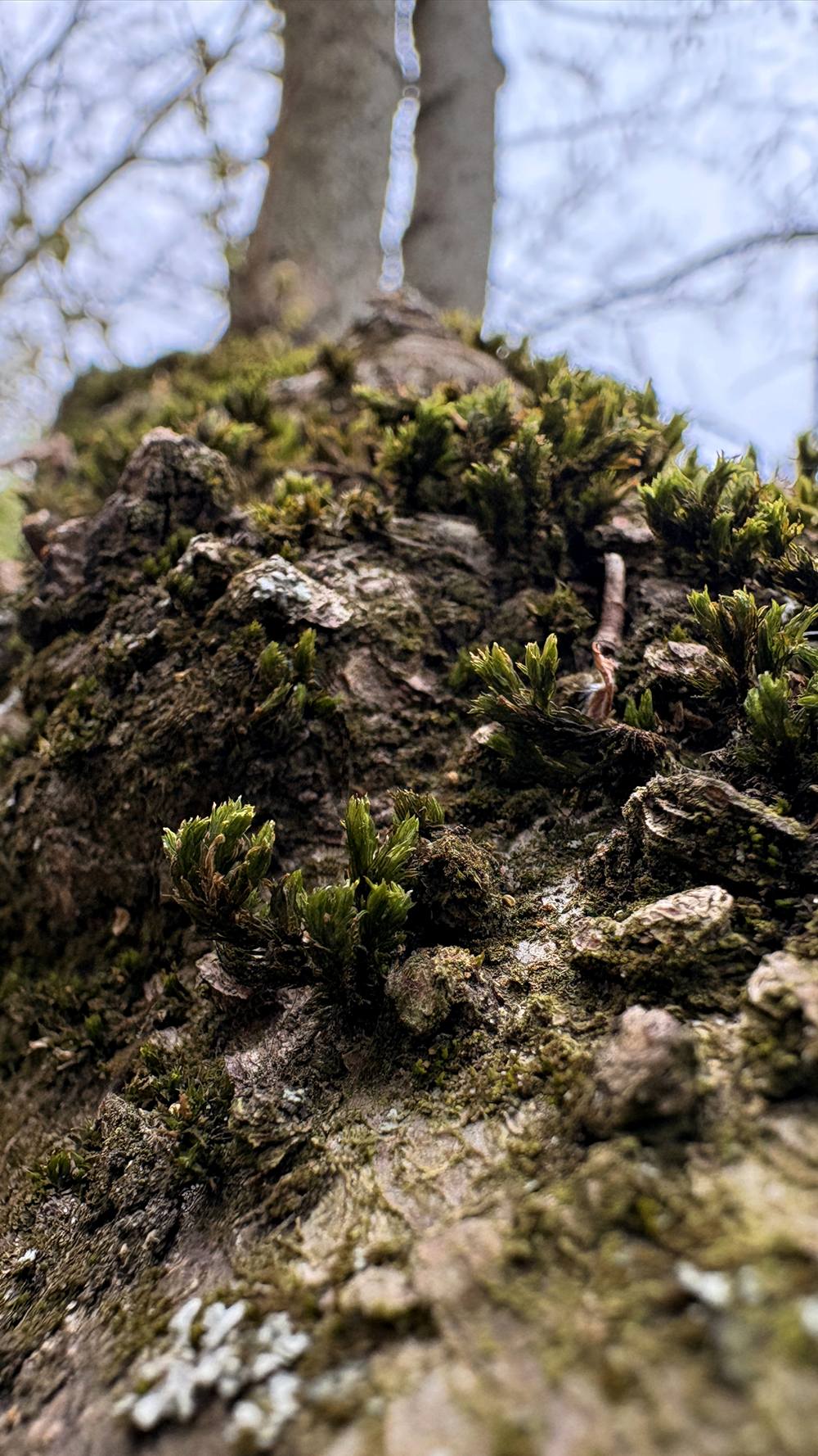 Zwischen Rinde wächst eine kleine Welt.