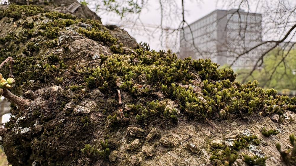 Mooswelt und Menschenwelt